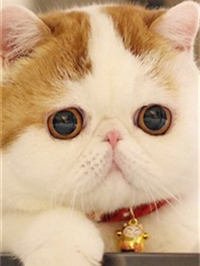 日本摄影师青山裕企与他的《猫与大腿》写真