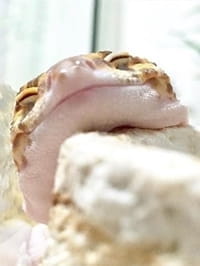 会抛媚眼的神奇宝贝！